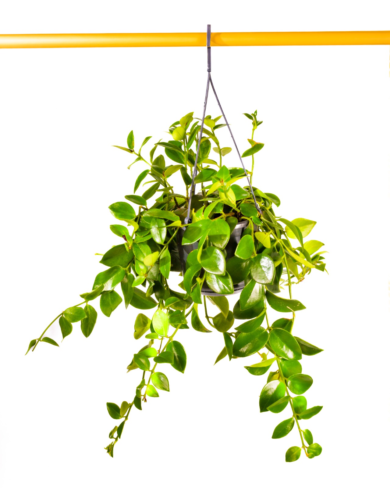 Buy Aeschynanthus Monalisa Ht 15Cm Pt online on Qetaat.com